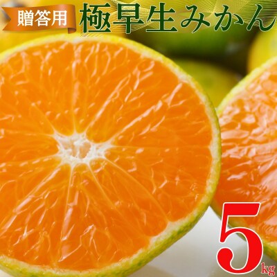 贈答用 極早生 みかん 5kg S ・ M ・ L いずれかを揃えてお届け 清家ばんかんビレッジ