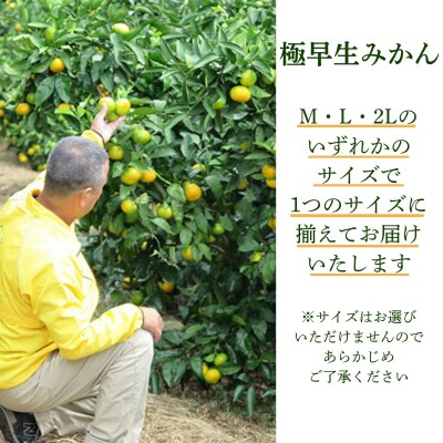 贈答用 極早生 みかん 5kg S ・ M ・ L いずれかを揃えてお届け 清家ばんかんビレッジ