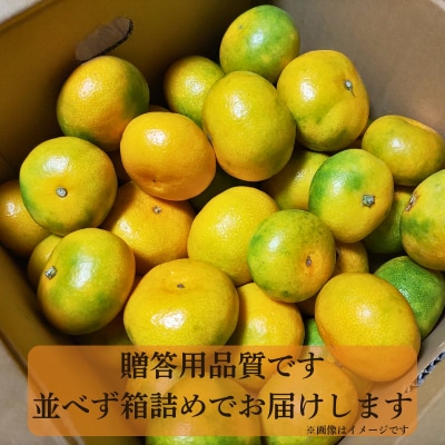 贈答用 極早生 みかん 5kg S ・ M ・ L いずれかを揃えてお届け 清家ばんかんビレッジ