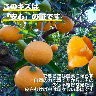先行受付 訳あり 甘夏 8kg サイズ ミックス 家庭用 愛媛県 愛南町 愛なんよ