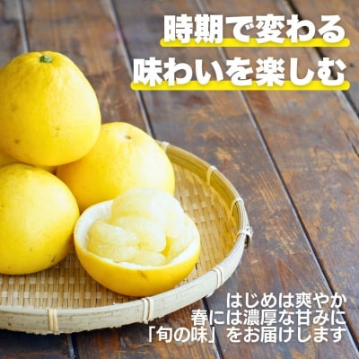 先行受付 訳あり 土佐 文旦 7㎏ サイズ ミックス 家庭用 愛媛県 愛南町 愛なんよ