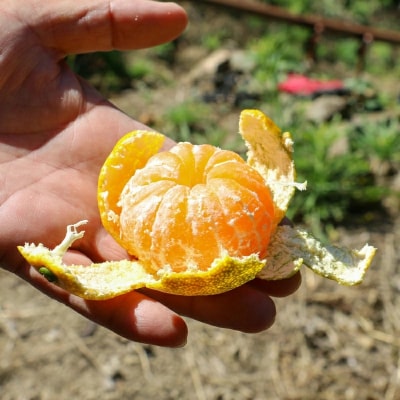 数量限定 先行受付 愛媛みかん 5kg 岡平農園 愛南町 愛媛県