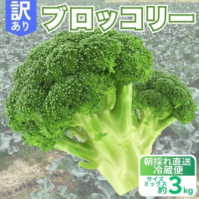 先行予約 訳ありブロッコリー 約3kg サイズミックス 朝採れ 当日 発送  愛南町 愛なんよ