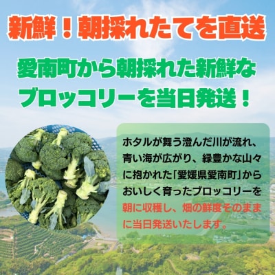 先行受付 訳あり ブロッコリー 3kg サイズミックス 朝採れ 当日 発送 愛媛県 愛南町 愛なんよ