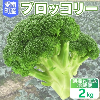 先行受付 ブロッコリー 2kg 産地直送 農家直送 朝採れ 当日 発送 愛媛県 愛南町 愛なんよ