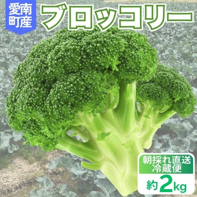 先行予約 ブロッコリー 約2kg 産地直送 農家直送 朝採れ 当日 発送 愛媛県 愛南町 愛なんよ