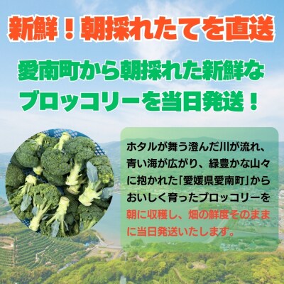 先行予約 ブロッコリー 約2kg 産地直送 農家直送 朝採れ 当日 発送 愛媛県 愛南町 愛なんよ