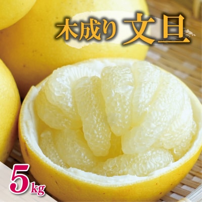 数量限定 先行受付 木成り文旦 5kg 岡平農園 愛南町 愛媛県