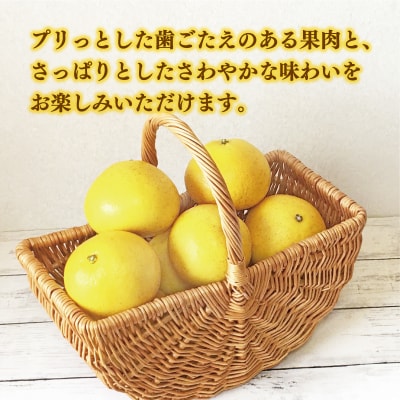 数量限定 先行受付 木成り文旦 5kg 岡平農園 愛南町 愛媛県