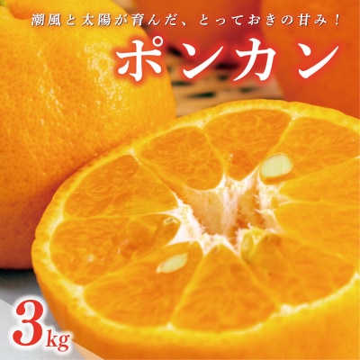 数量限定 先行受付 ポンカン 3kg 岡平農園 愛南町 愛媛県