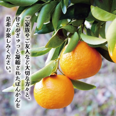 数量限定 先行受付 ポンカン 3kg 岡平農園 愛南町 愛媛県