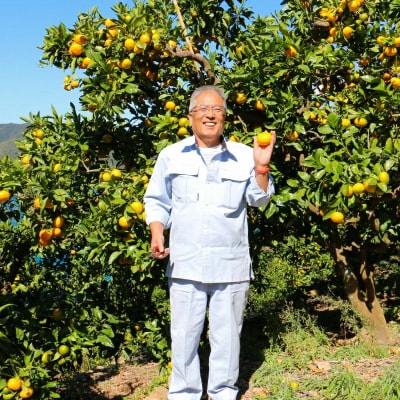 数量限定 先行受付 ポンカン 3kg 岡平農園 愛南町 愛媛県
