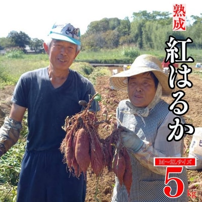 熟成 紅はるか 5kg M から 2L サイズ サツマイモ 愛媛県 愛南町 愛なんよ