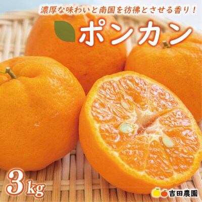 お試し用 ポンカン 3kg 吉田農園 愛南町 愛媛県