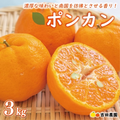 数量限定 先行受付 お試し用 ポンカン 3kg 吉田農園 愛南町 愛媛県