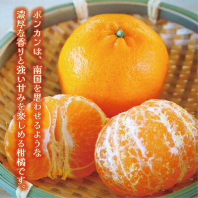 お試し用 ポンカン 3kg 吉田農園 愛南町 愛媛県