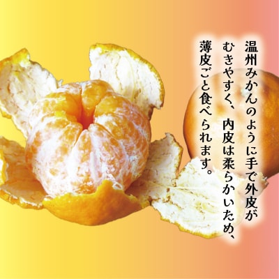 数量限定 先行受付 お試し用 ポンカン 3kg 吉田農園 愛南町 愛媛県
