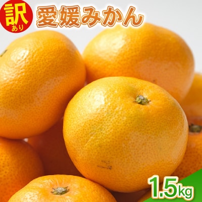 訳あり愛媛みかん 1.5kg 温州みかん みかん 先行予約 柑橘 傷み補償 不揃い 愛南町 青果市場