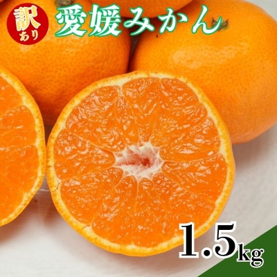訳あり愛媛みかん 1.5kg 温州みかん みかん 先行予約 柑橘 傷み補償 不揃い 愛南町 青果市場