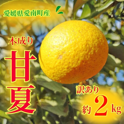 訳あり 甘夏 2kg 柑橘 みかん 愛南町青果市場