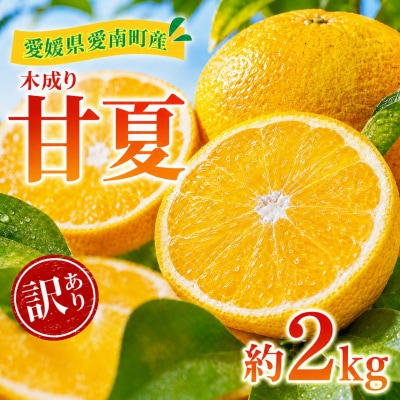 【先行予約】訳あり 甘夏 2kg +傷み補償分1割程度増量 愛南町青果市場