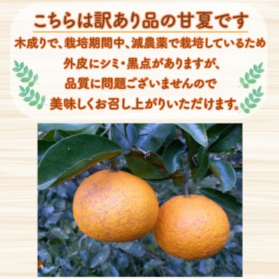 【先行予約】訳あり 甘夏 2kg +傷み補償分1割程度増量 愛南町青果市場
