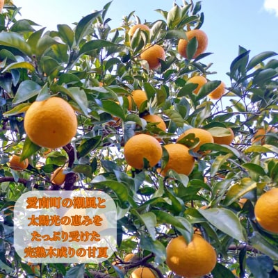 【先行予約】訳あり 甘夏 2kg +傷み補償分1割程度増量 愛南町青果市場