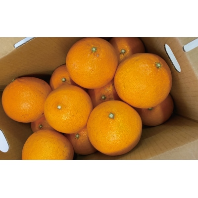 贈答用 愛南プリンセス 3kg 化粧箱入り 紅プリンセス と同一品種 果樹園みどり