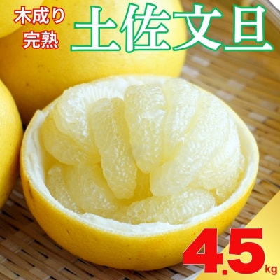 先行受付 木成り 完熟 土佐文旦 約4.5kg 文旦 愛媛県 愛南町 エニシトラス