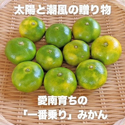 訳あり みかん 5kg 日南1号 極早生みかん 温州みかん 愛媛みかん サイズミックス エニシトラス