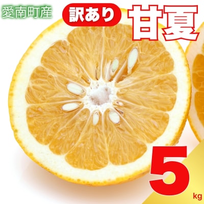 先行受付 訳あり 甘夏 5kg 柑橘 みかん サイズミックス 愛媛県 愛南町 エニシトラス