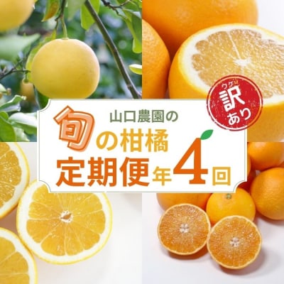 年4回 旬の柑橘 定期便 大容量 ( まどんな ・ 文旦 ・ 甘夏 ・ 河内晩柑 ) 山口農園