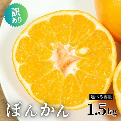 訳あり ポンカン ぽんかん 1.5kg 傷 不揃い 柑橘 みかん ミカン 愛南町 青果市場