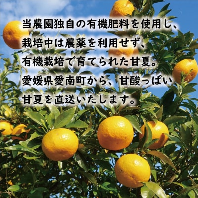 【先行予約:2026年12月中旬～発送】 訳あり 甘夏 10kg くらもとファーム 愛媛県 愛南町