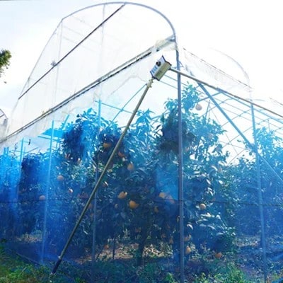 数量限定 こだわりハウス栽培 正品 まどんな (愛果28号) 3kg