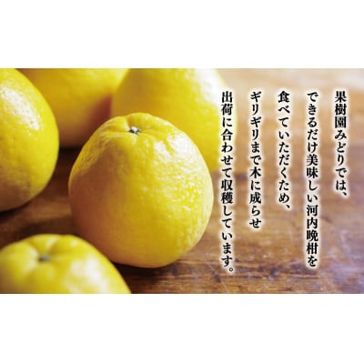 贈答用 河内晩柑 樹齢 30年以上 7.5kg みかん 果樹園みどり 愛南町 愛媛県