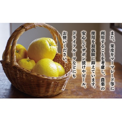 贈答用 河内晩柑 樹齢 30年以上 7.5kg みかん 果樹園みどり 愛南町 愛媛県