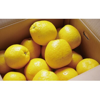 贈答用 河内晩柑 樹齢 30年以上 7.5kg みかん 果樹園みどり 愛南町 愛媛県