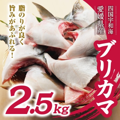 数量限定 ブリカマ 2.5kg ハマスイ 愛南町 愛媛県