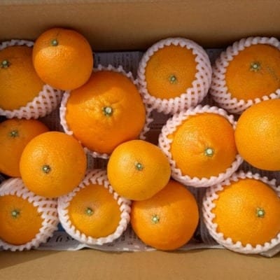 訳あり まどんな 5kg みかん 愛果 28号 ギフト 柑橘 愛南町青果市場 ※紅まどんな と同品