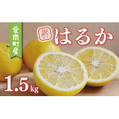 訳あり はるか 1.5kg みかん あいなんマザーズ 愛南町 愛媛県