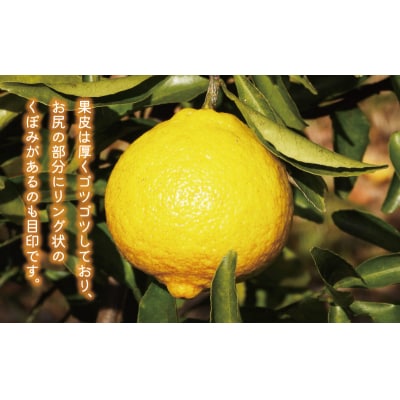 訳あり はるか 5kg みかん あいなんマザーズ 愛南町 愛媛県