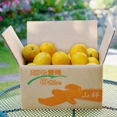 【先行予約】数量限定 河内晩柑 樹齢 30年以上 大玉 9kg みかんの山祥 愛南町 愛媛県