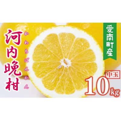 数量限定 先行受付 河内晩柑 樹齢 25年以上 中玉 10kg みかんの山祥 愛南町 愛媛県