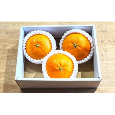 甘平(かんぺい) 贈答用 約750g 吉本農園 フルーツ みかん 高級柑橘