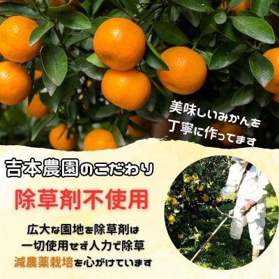 愛媛みかん 3kg みかん ミカン 愛媛県 愛南町 有機栽培 吉本農園