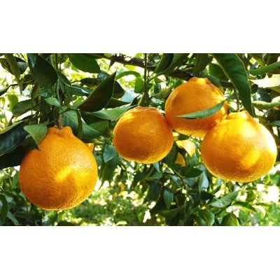 数量限定 先行受付 不知火 3kg しらぬい みかん 吉田農園 愛南町 愛媛県