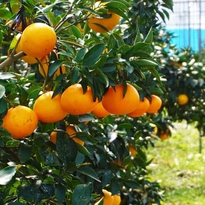 数量限定 ハウス栽培 訳あり まどんな 5kg みかん 前田ファーム 愛南町 愛媛県