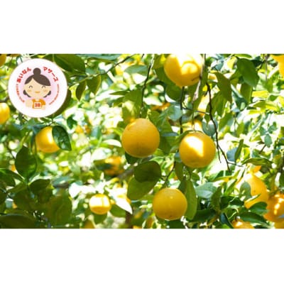 数量限定 先行受付 訳あり 河内晩柑 2kg みかん あいなんマザーズ 愛南町 愛媛県