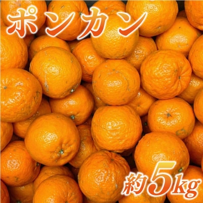 ポンカン 約5kg サイズミックス 不揃い ぽんかん 傷 みかん 蜜柑 果物 柑橘 フルーツ 傷 不
